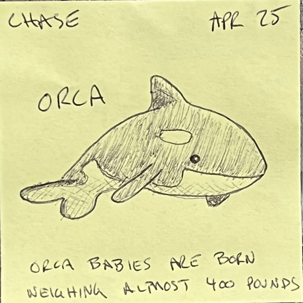 Orca Fun Fact