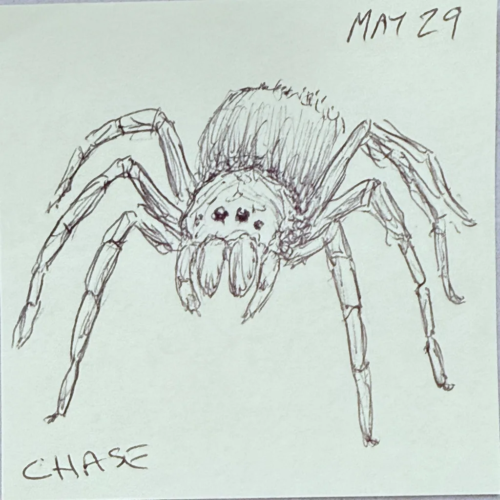 Hairy Tarantula