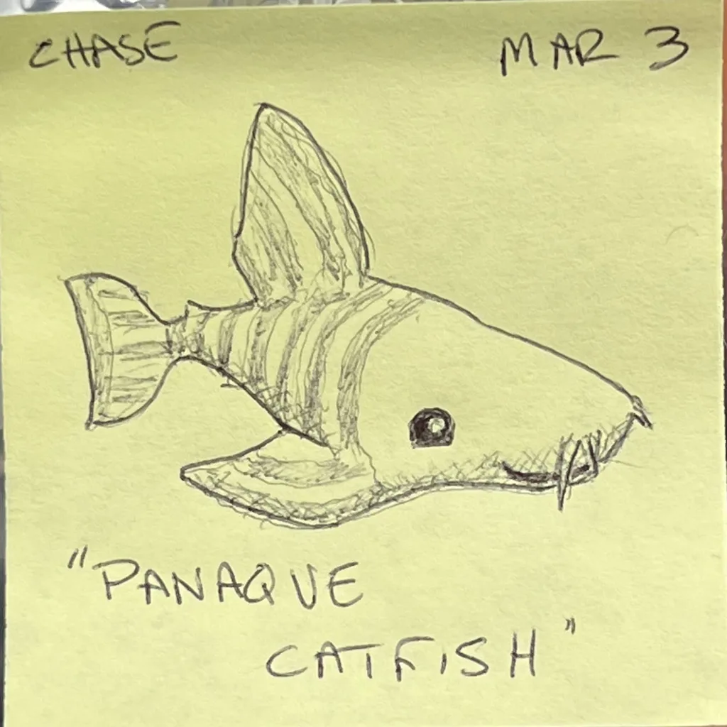 Panaque Catfish
