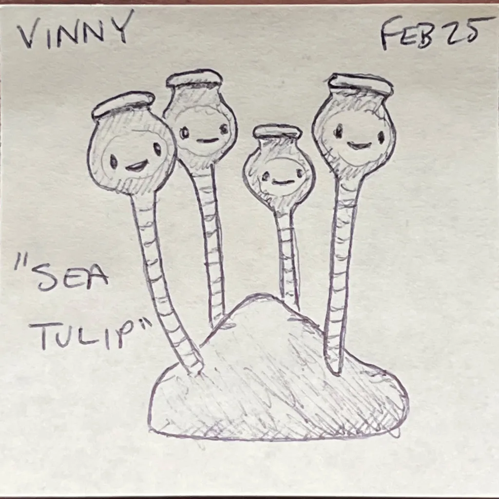 Sea Tulip