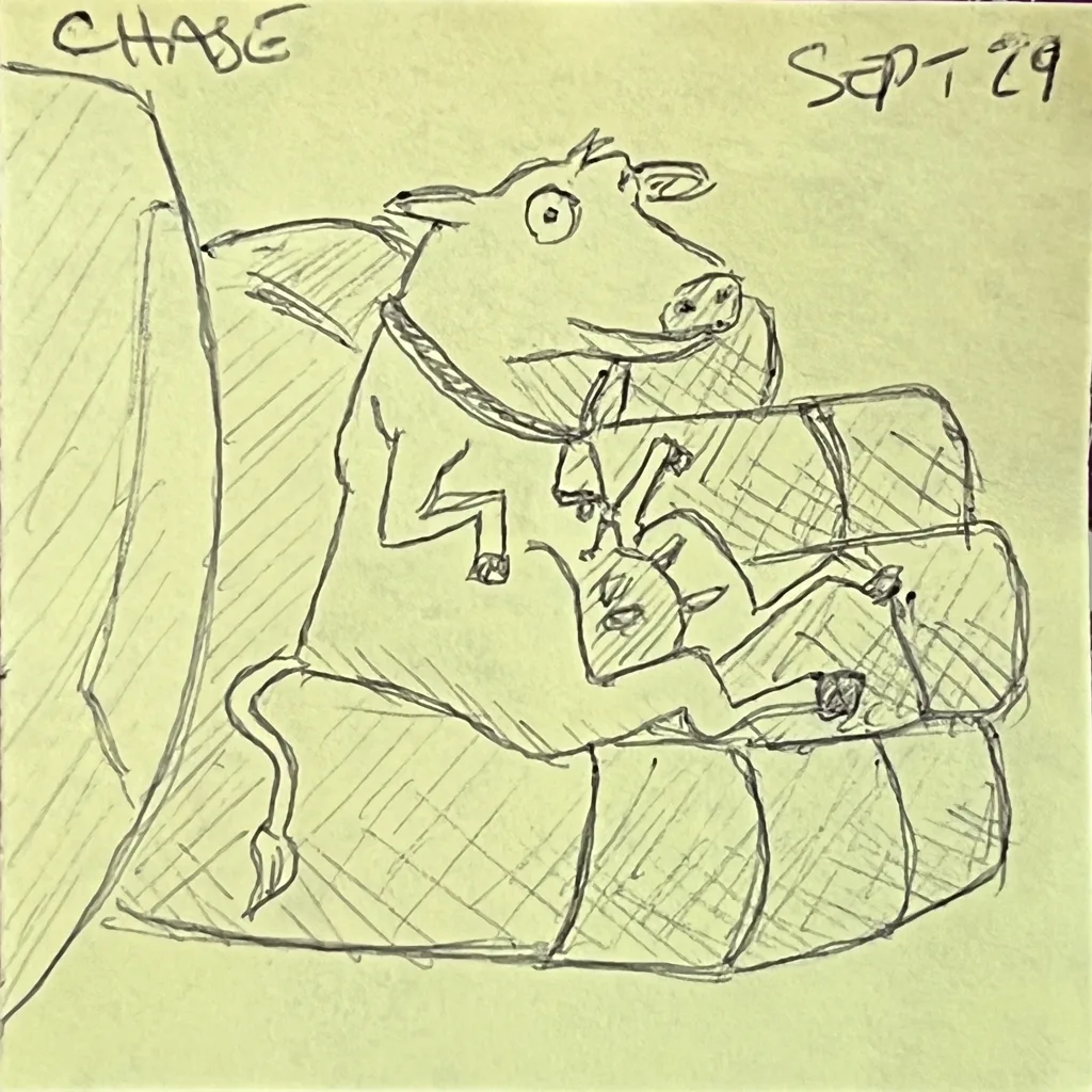 Cow On The Couch
