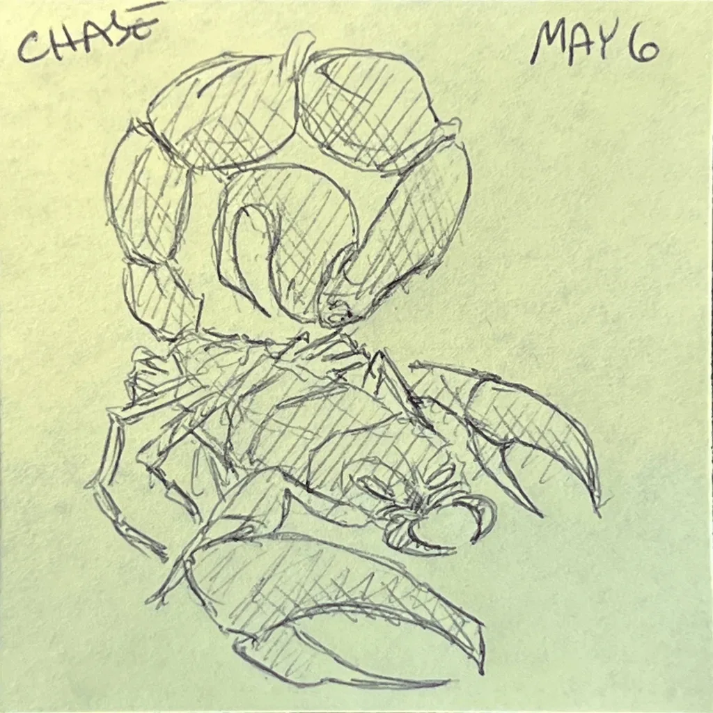 Boulder-Backed Crab