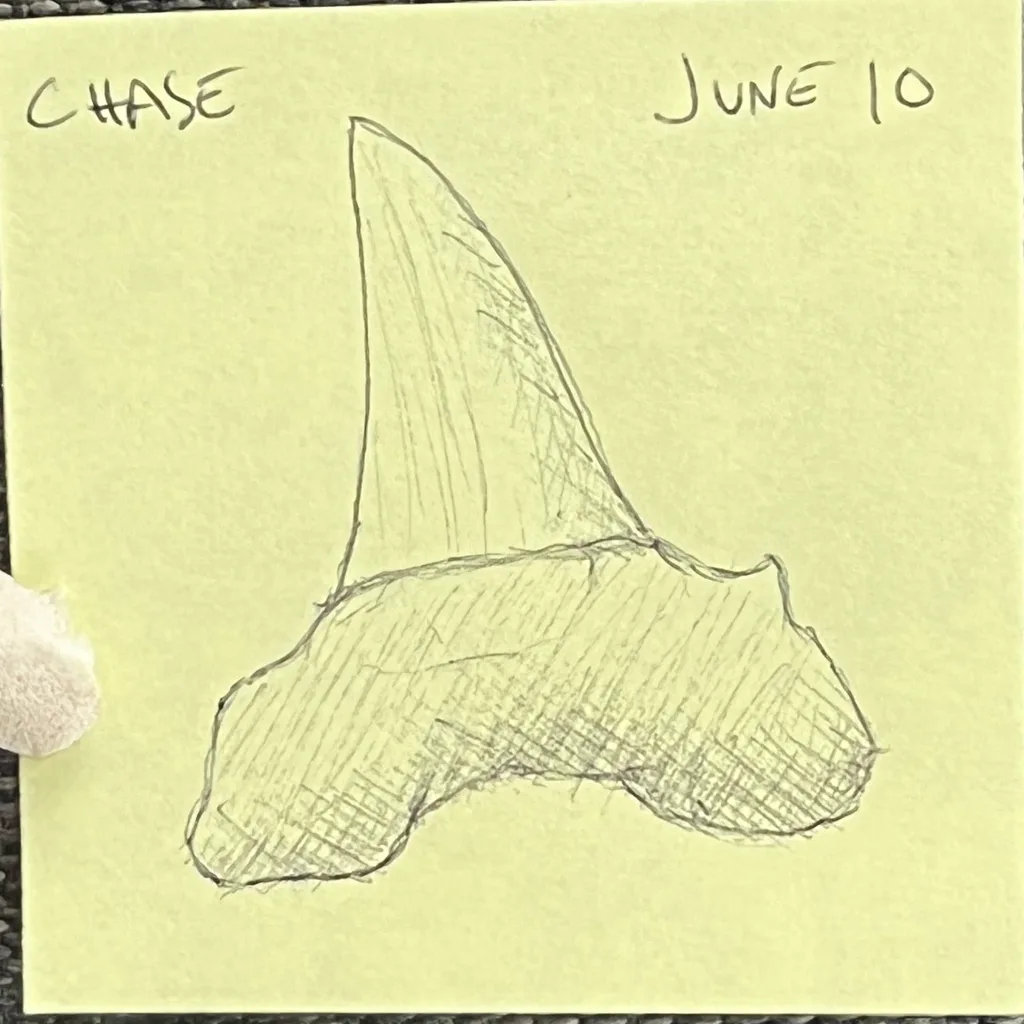 Shark Tooth Fossil