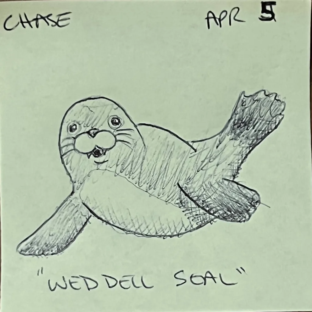 Weddell Seal
